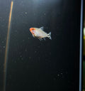 Rummy Nose Tetra (Petitella Georgiae)
