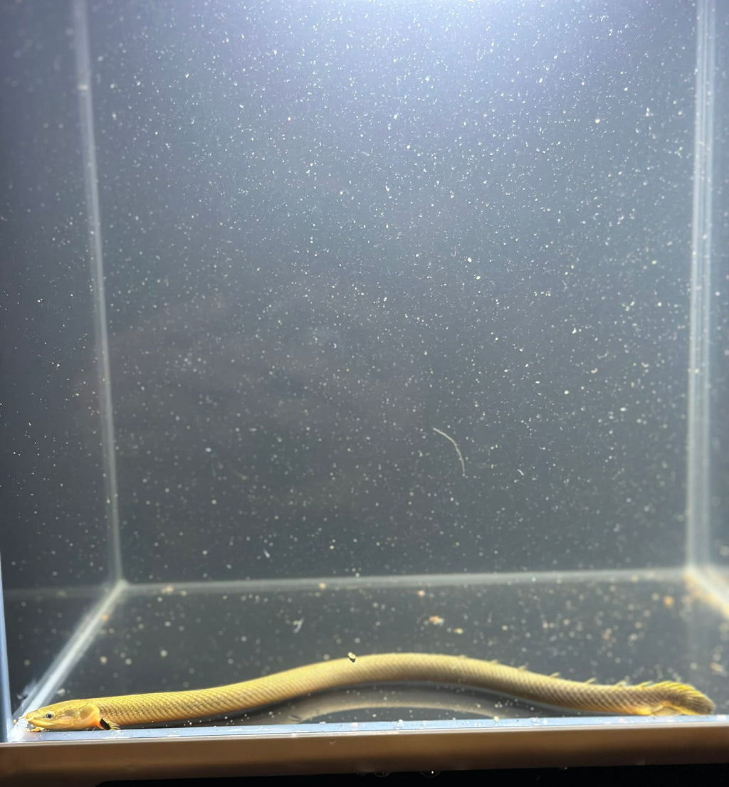 Rope Fish (Erpetoichtlys Calabaricus)