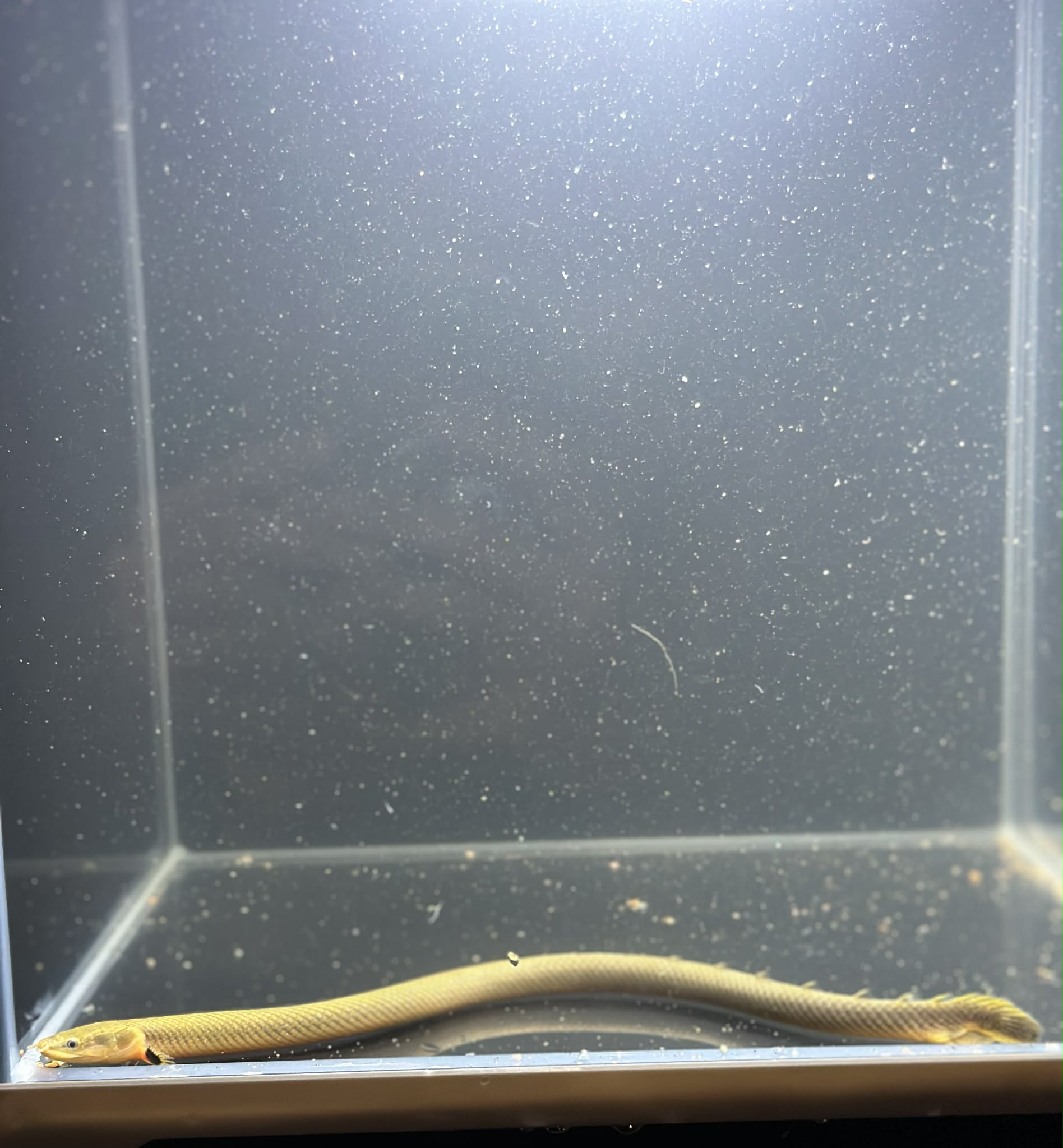 Rope Fish (Erpetoichtlys Calabaricus)