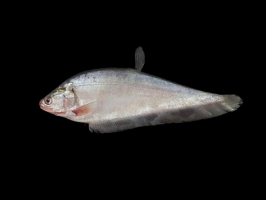 Bronze Featherback Knife Fish – Notopterus notopterus | Live Freshwater Fish