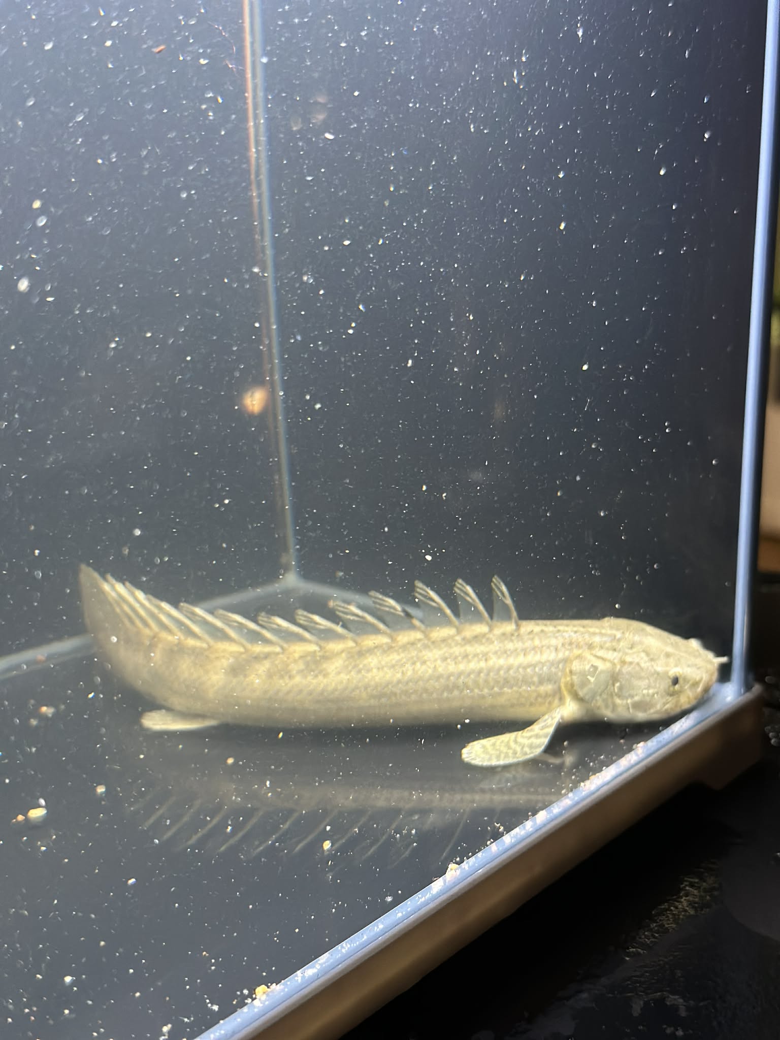 Palmas Bichir