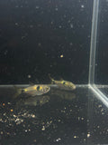 Bucktooth Tetras (Exodon Paradoxus)