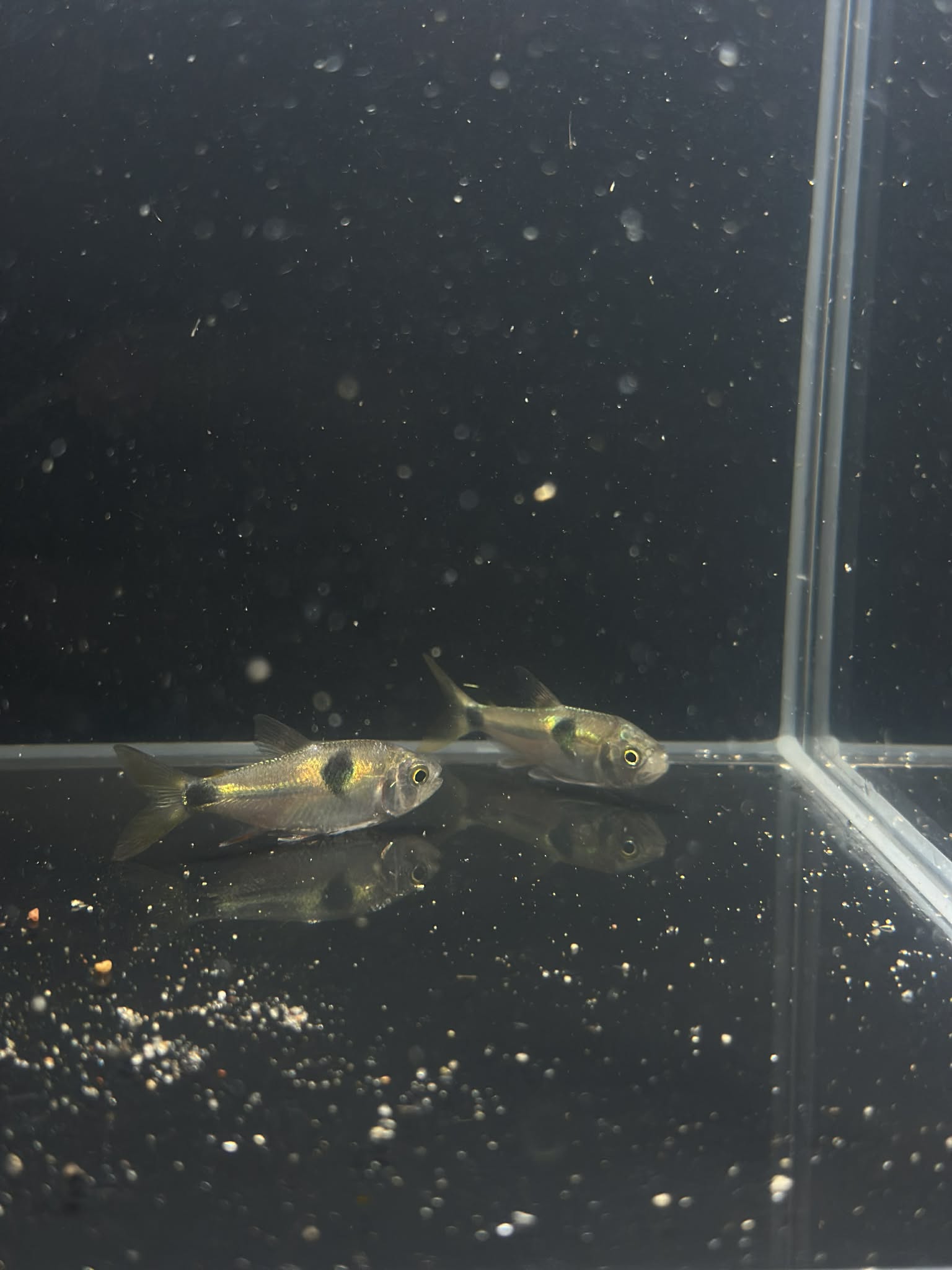 Bucktooth Tetras (Exodon Paradoxus)
