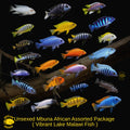 Assorted African Mbuna – Pseudotropheus Spp. | Live Freshwater Fish