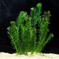 Anacharis (Egeria densa)