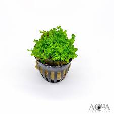 Baby Tears (Hemianthus callitrichoides)