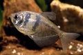Black Tetra (Gymnocorymbus ternetzi)