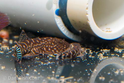 Bluefin Hillstream Loach (Gastromyzon spp.)