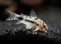 CORYDORAS HABROSUS  -  CORYDORAS HABROSUS | Live Freshwater Fish
