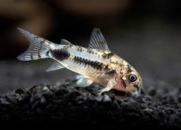 CORYDORAS HABROSUS  -  CORYDORAS HABROSUS | Live Freshwater Fish