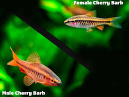 Cherry Barb (Puntius titteya)