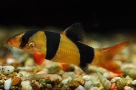 Clown Loach (Chromobotia macracanthus)