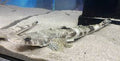 Crocodile Fish (Cociella crocodilus )