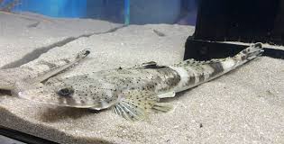 Crocodile Fish (Cociella crocodilus )