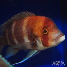 Red Frontosa 2in - Cyphotilapia frontosa