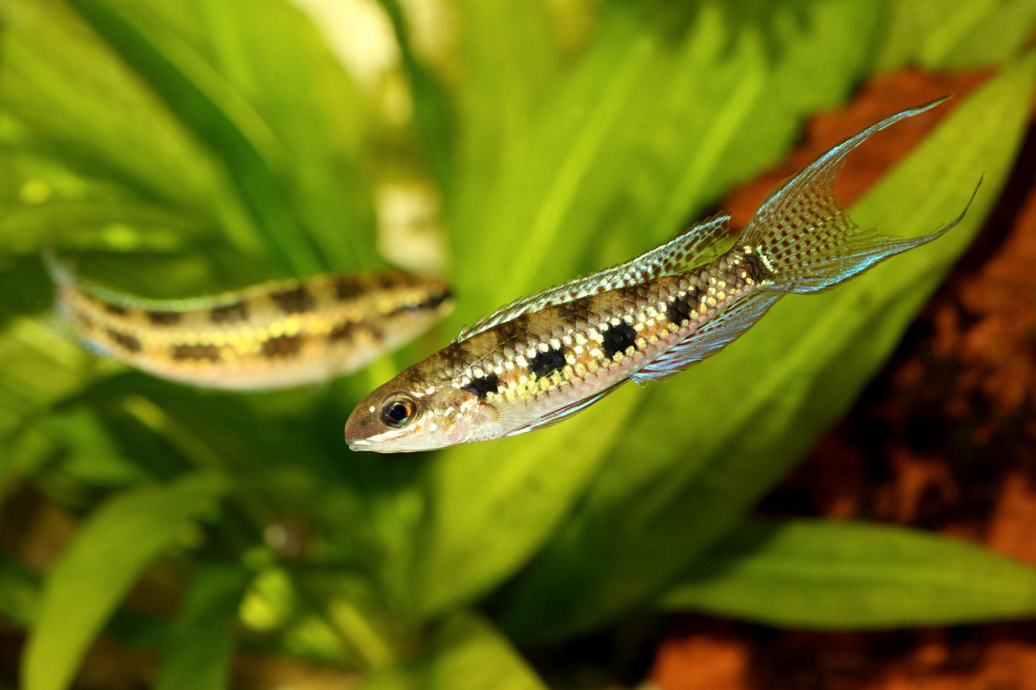 Checkerboard Cichlids Dicrosus Filamentosus Live Freshwater Fish