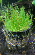 Dwarf Hairgrass (Eleocharis acicularis)