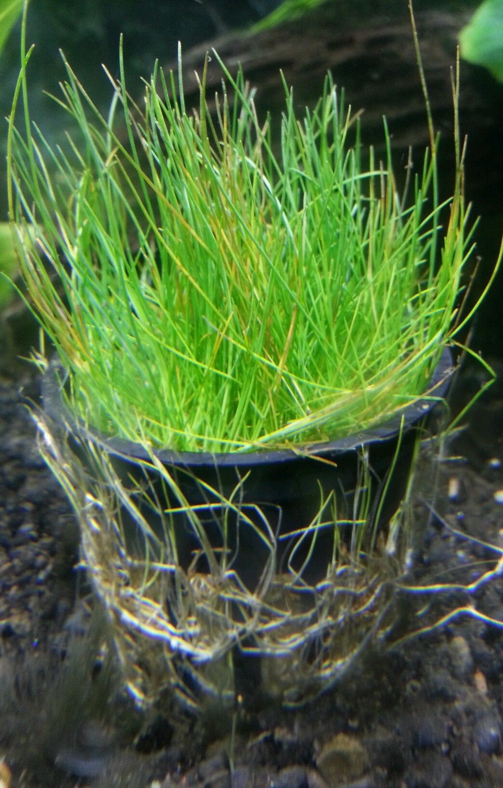 Dwarf Hairgrass (Eleocharis acicularis)