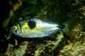 Bucktooth Tetras - <i>Exodon paradoxus</i> | Live Freshwater Fish