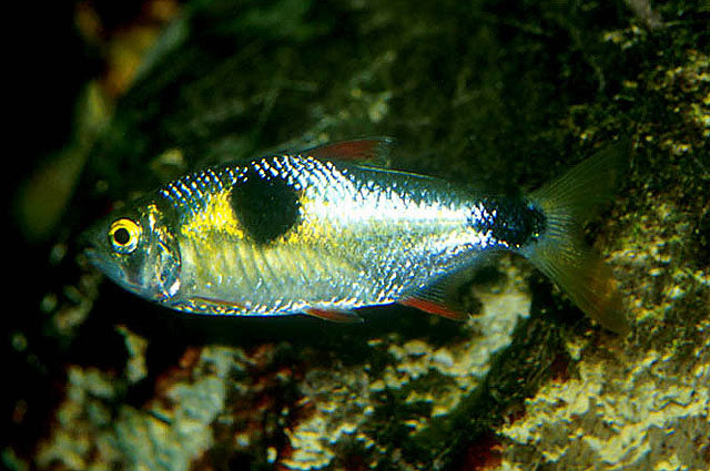 Bucktooth Tetras - <i>Exodon paradoxus</i> | Live Freshwater Fish