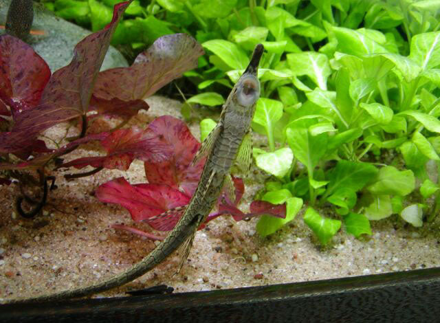Twig Catfish - Farlowella acus | Live Freshwater Fish