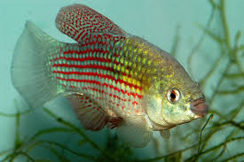 Flagfish (Jordanella floridae)