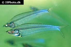 Glass Catfish (Kryptopterus vitreolus)