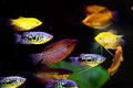 Gourami Assorted (Trichogaster spp.)