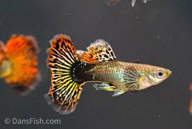 Guppy – Poecilia reticulata | Live Freshwater Fish