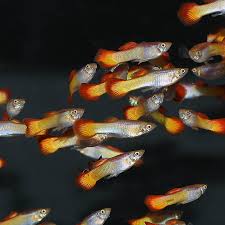 Guppy – Poecilia reticulata | Live Freshwater Fish