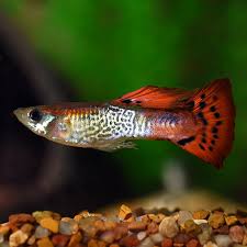Guppy – Poecilia reticulata | Live Freshwater Fish
