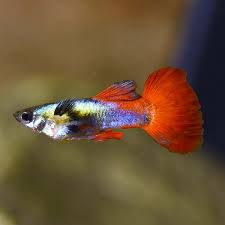 Guppy – Poecilia reticulata | Live Freshwater Fish