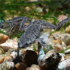 African Dwarf Frog (Black) - Hymenochirus boettgeri