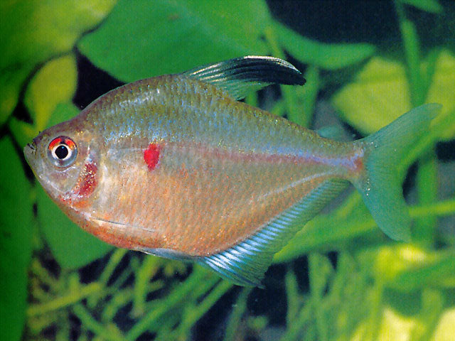 Bleeding-Heart Tetra – <i>Hyphessobrycon socolofi</i> | Live Freshwater Fish