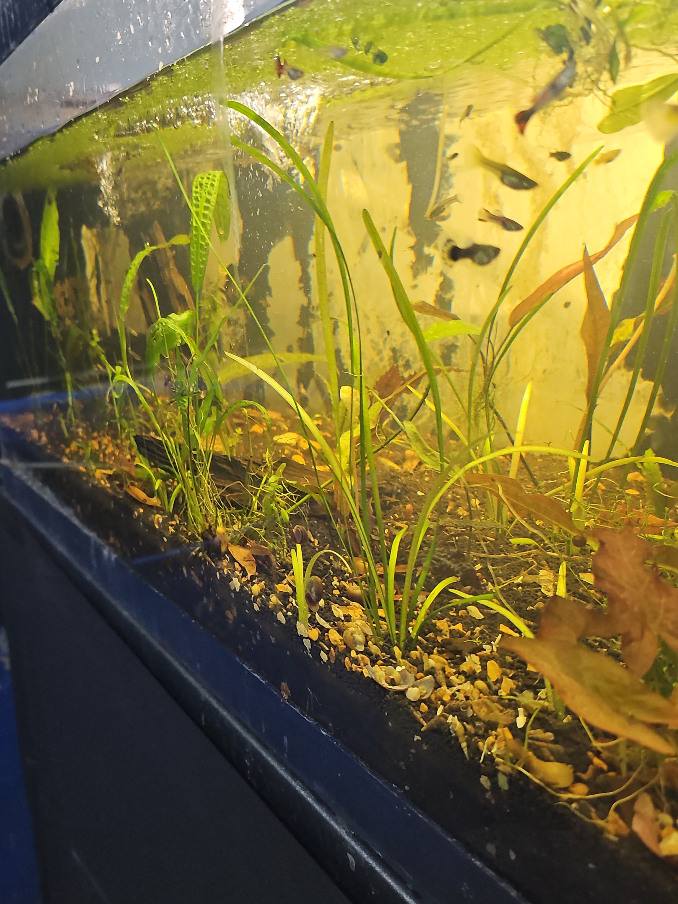 Assorted Aquatic Plants - Varied Species | Live Freshwater Fish