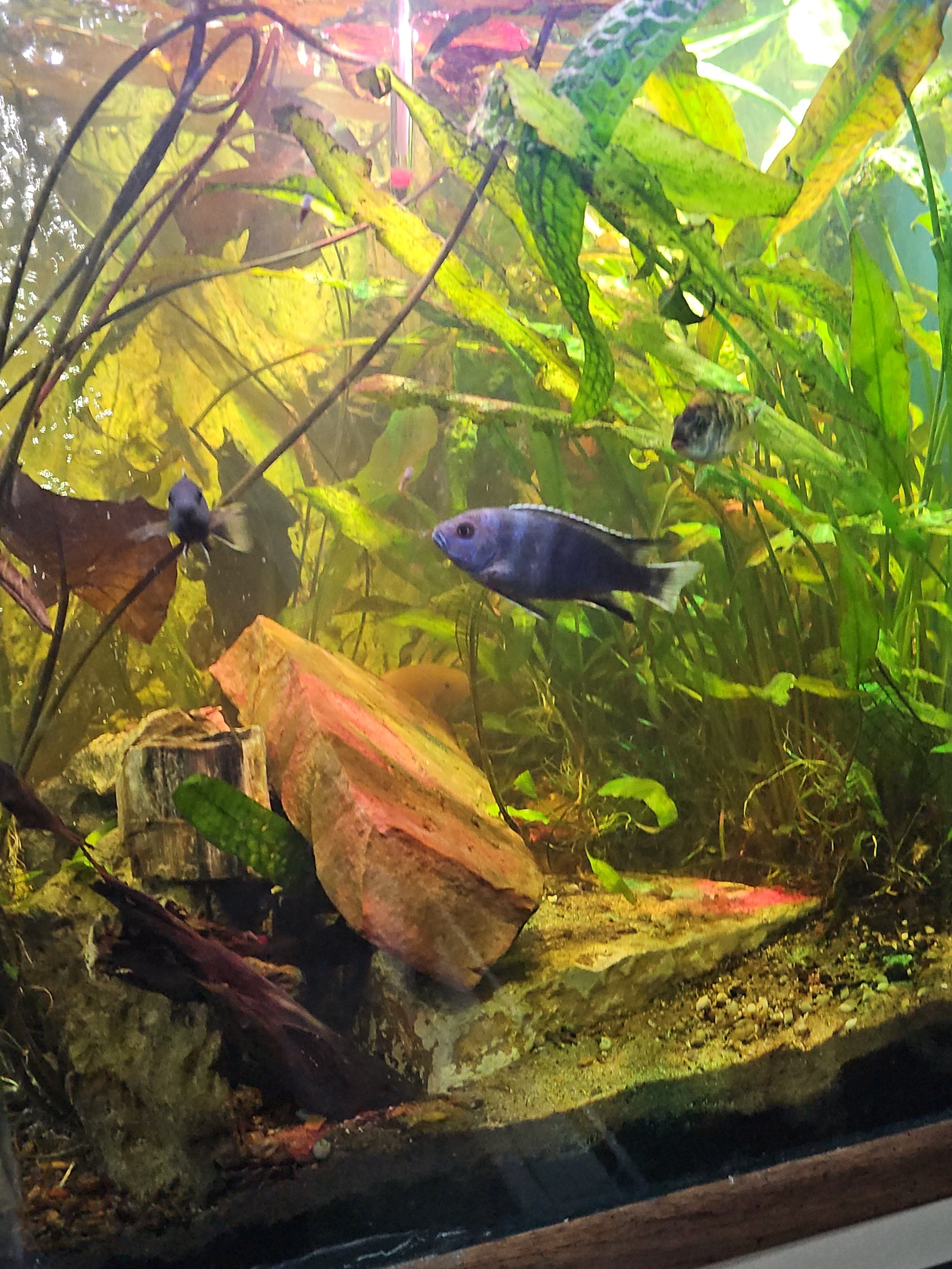 Assorted Aquatic Plants - Varied Species | Live Freshwater Fish