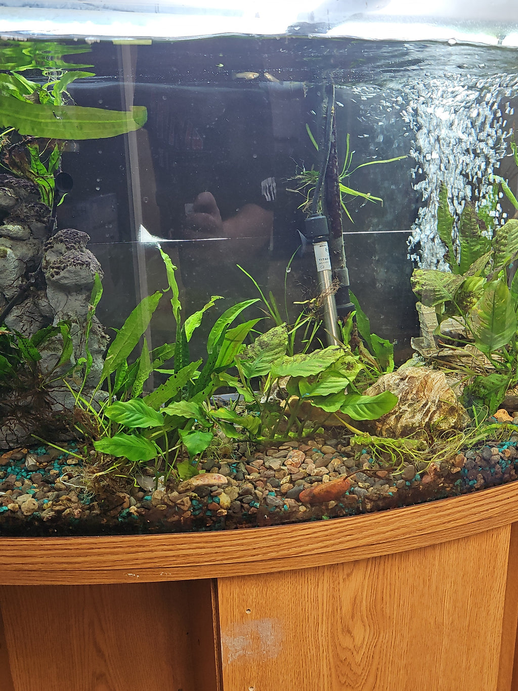 Assorted Aquatic Plants - Varied Species | Live Freshwater Fish