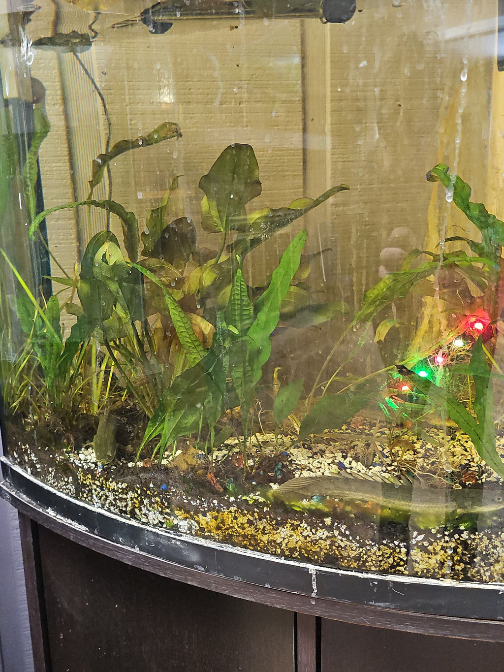 Assorted Aquatic Plants - Varied Species | Live Freshwater Fish