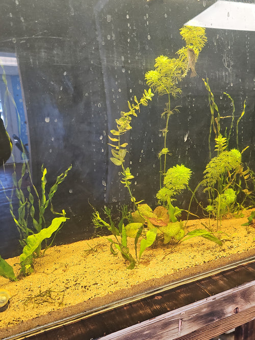 Assorted Aquatic Plants - Varied Species | Live Freshwater Fish