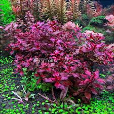Ludwigia Super Red Mini (Ludwigia palustris)