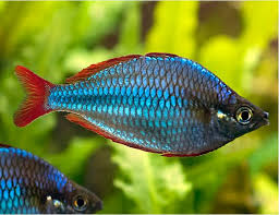 Neon Dwarf Rainbow (Melanotaenia praecox)