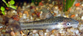 Otocinclus Catfish (Otocinclus spp.)