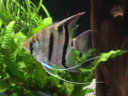 Amazon Angels Pterophyllum Dumerelli