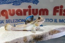 Flagfin Mudskipper - Periophthalmus vulgaris