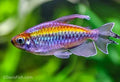 Congo Tetra XL - Phenacogrammus interruptus