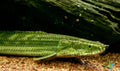 Lapradei Bichir - Polypterus lapradei | Live Freshwater Fish