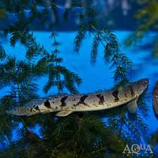 Armored Bichir 5-6in - Polypterus delhezi
