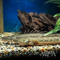 Lampradei Bichir 3in - Polypterus lampradei