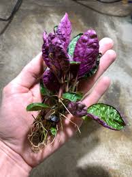 Purple Waffle Plant (Hemigraphis alternata)