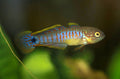 Peacock Gudgeon - Tateurndina ocellicauda | Live Freshwater Fish